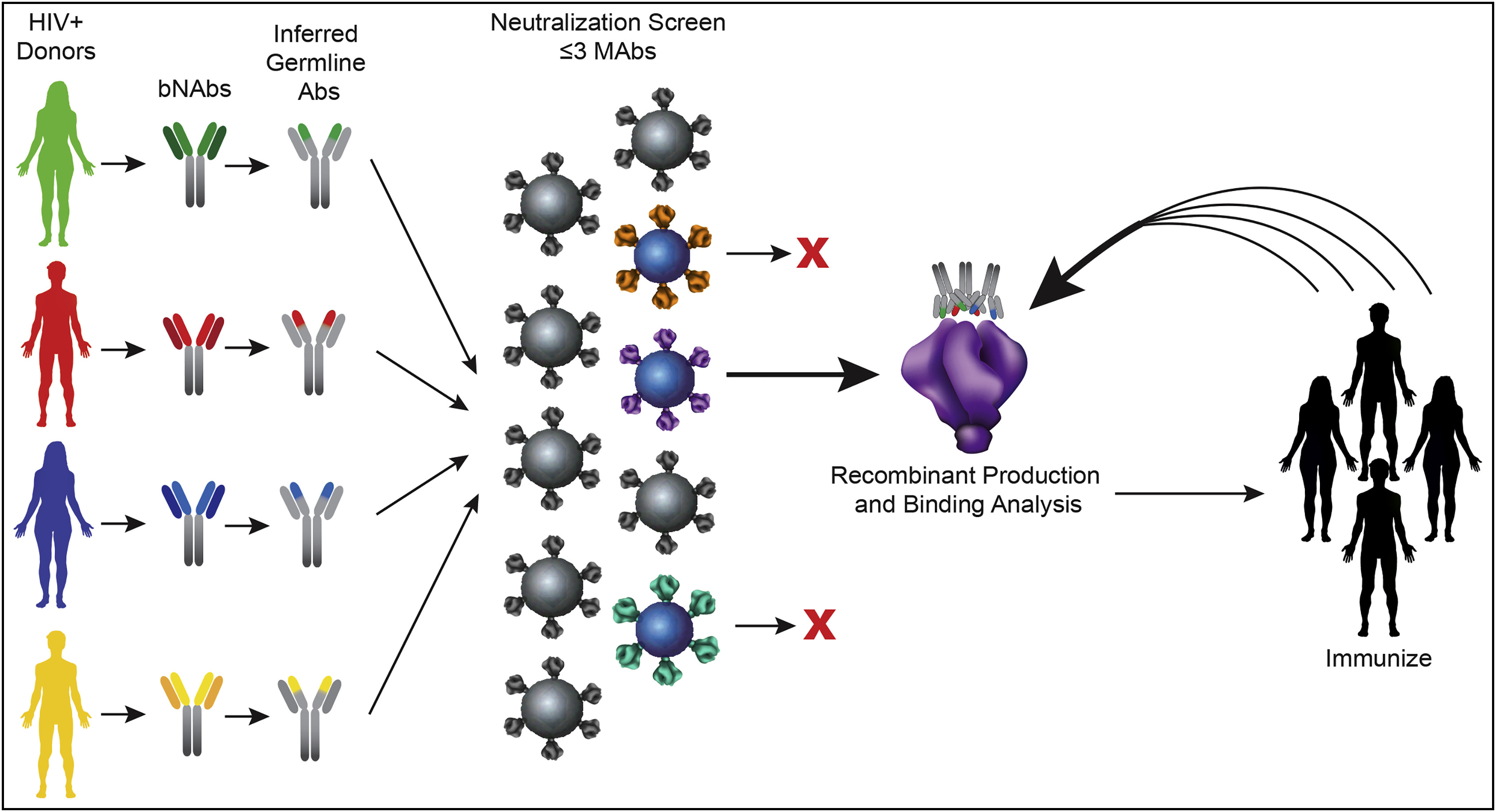 Mimicking Antibodies Presents Opportunity for HI Immunology